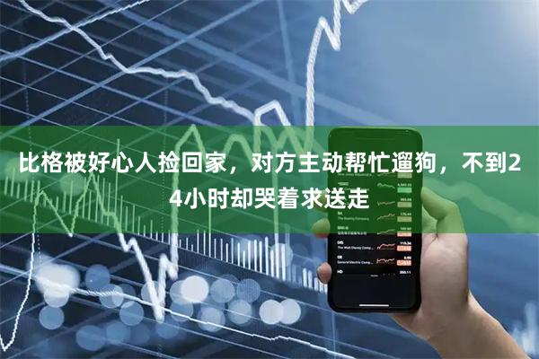 比格被好心人捡回家，对方主动帮忙遛狗，不到24小时却哭着求送走